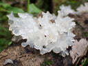hongo de las nieves